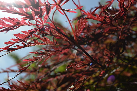 Japonês, laço-folha, Maple trree, árvore, natureza, vermelho, plantas