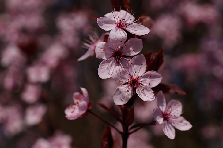 vere ploom, Prunus cerasifera, lilled, kevadel, taim, kirsi õis