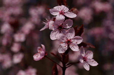 blod plomme, Prunus cerasifera, blomster, våren, anlegget, kirsebærtre blomstrer