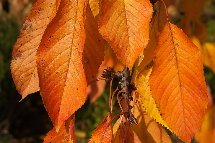 caída, cerezo, hojas, Bud, color naranja, otoño, un animal