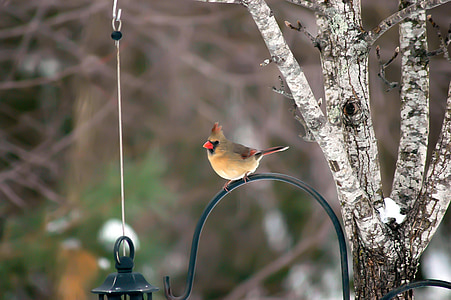 Cardeal feminino, pássaro fêmea, fêmea, árvore, Redbird, natureza, pássaro canoro