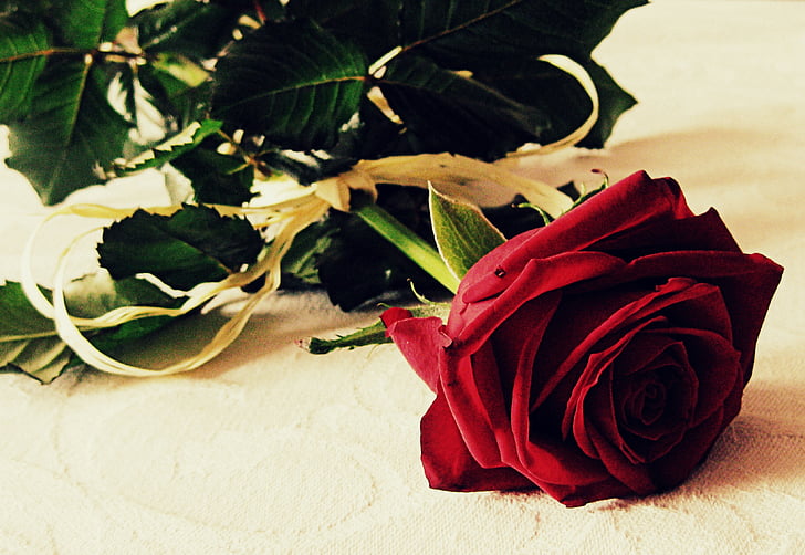 Róża, miłość, romantyczny, kwiat, czerwony, romans, grunge