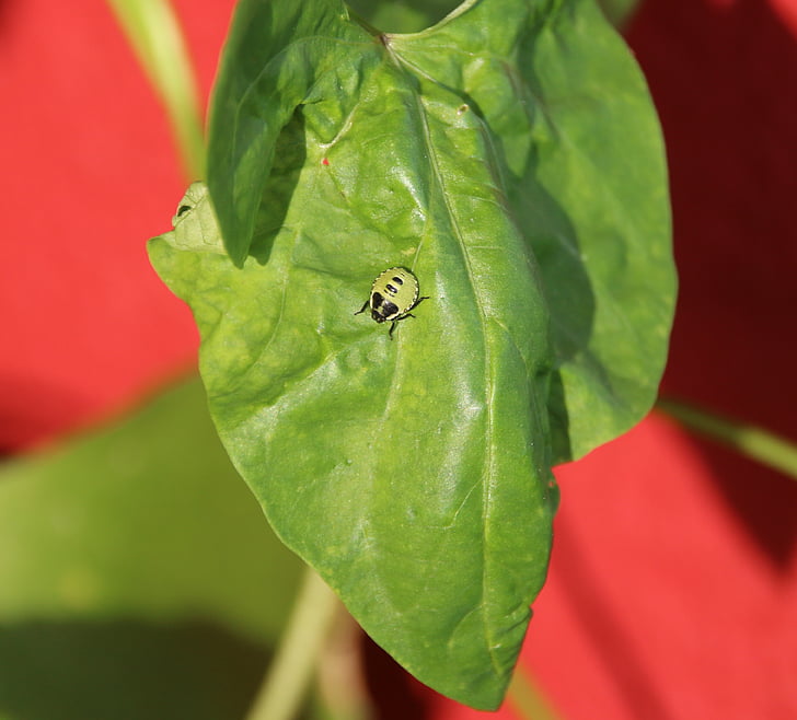 Beetle, lehed, loodus, roheline, analüüsi, lehtedega beetle