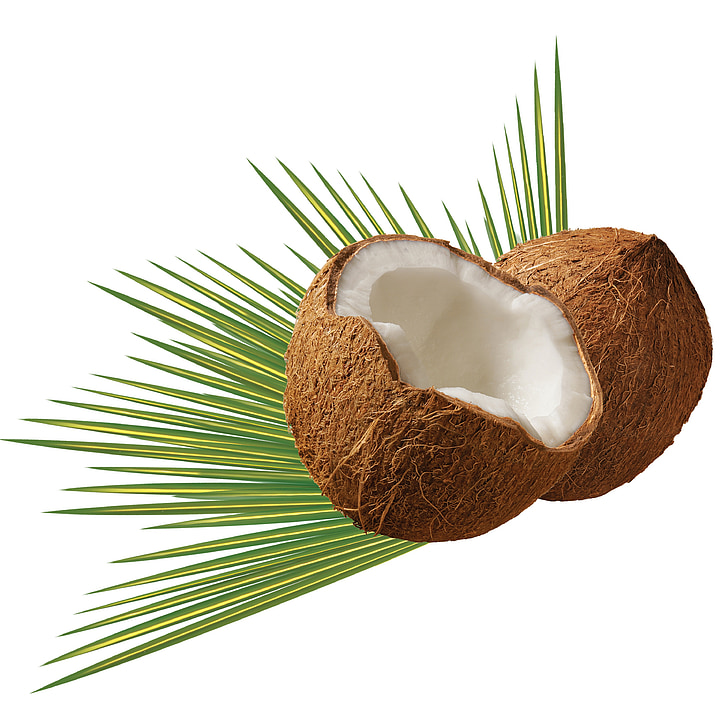 noix de coco, feuille, vert, Tropical, Palm, nature, blanc