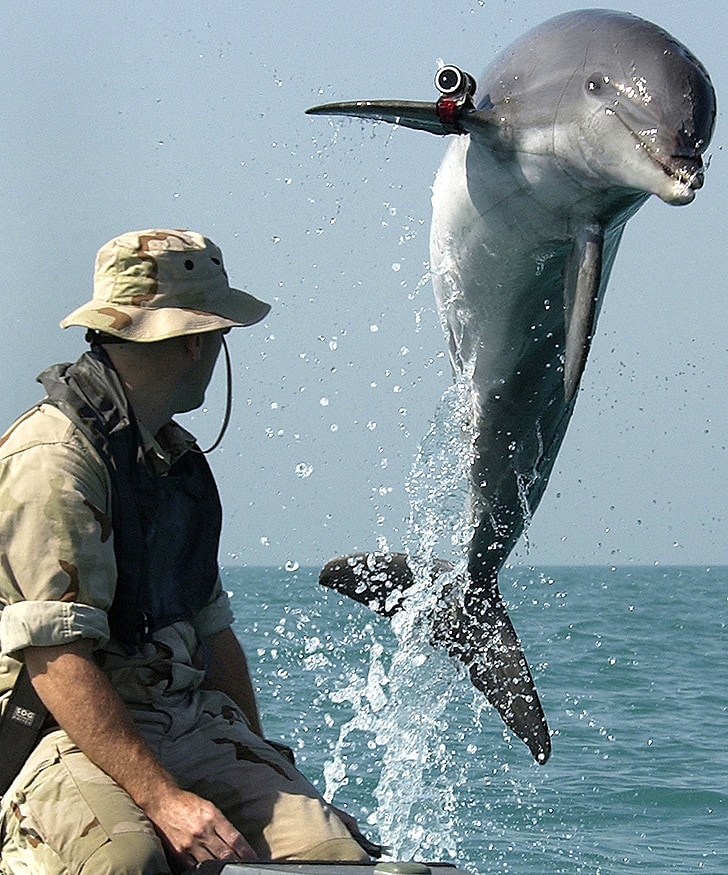 delfin, havforskere, udforskning af havet, medium, Delphinidae, Specialtandlæge, pattedyr