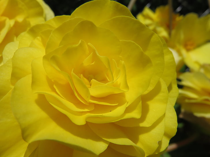 yellow, bloom, blossom, rose, begonia, tuberous begonia, blooming