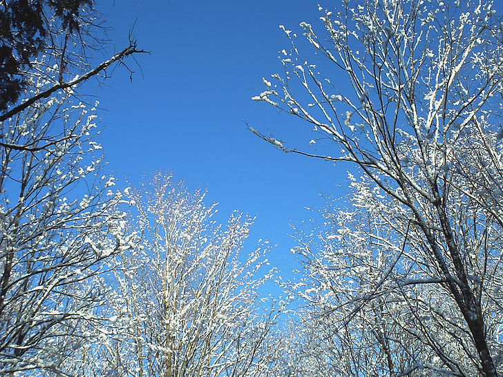 sniego, medžiai, mėlynas dangus, žiemą