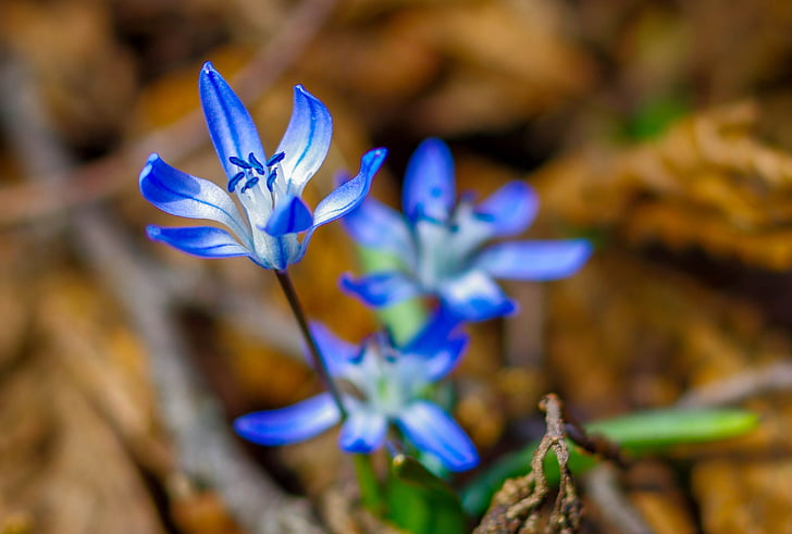 blomma, våren, blå, Rize, naturen, Svarta havet, exponering
