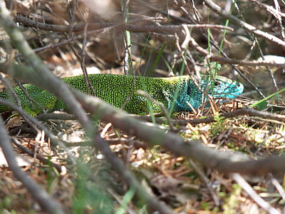 zelená ještěrka, Lacerta viridis, muž