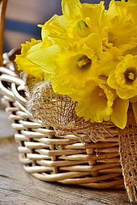 daffodils, yellow, spring, basket, blossom, bloom, flowers