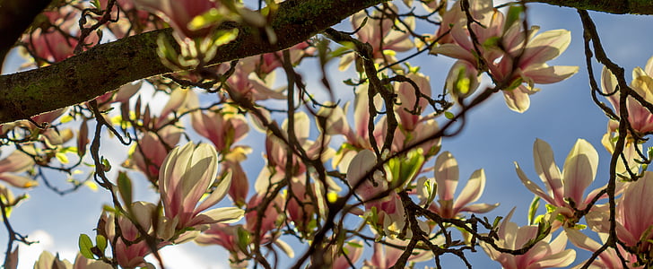 Magnolia, árbol, flor, flor, primavera, floración, naturaleza