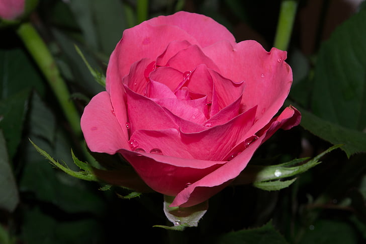 ökade, Rosa, blomma, romantiska, kronblad, Kärlek, naturen