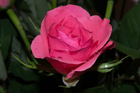 Роза, розово, цвете, романтичен, венчелистче, Любов, природата