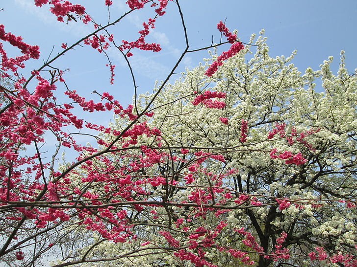 cherry blossom, white, red, park, plant, nature, tree