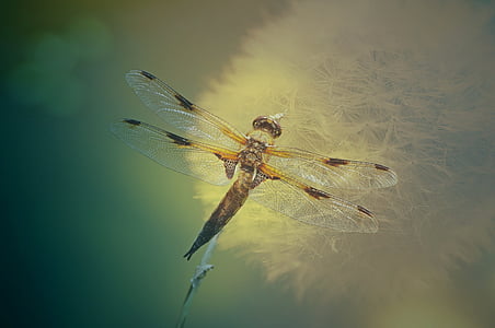 konsistens, bakgrund, Dragonfly, insekt, transparent, Wing, maskros