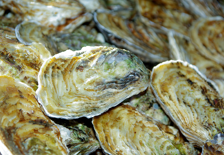 França, ostras, conchas, frutos do mar