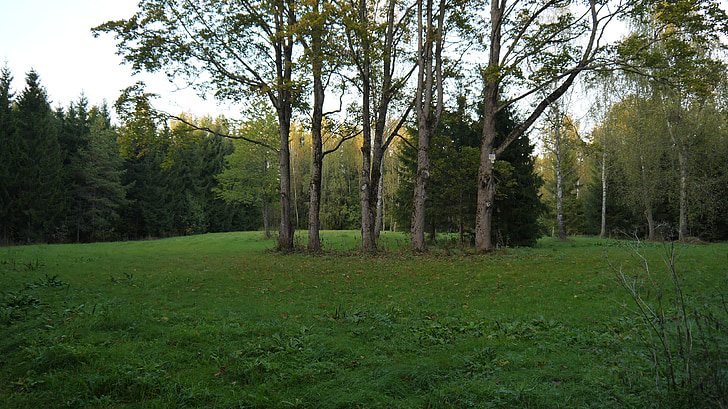 trees, forest, green, summer, woods, park, natural