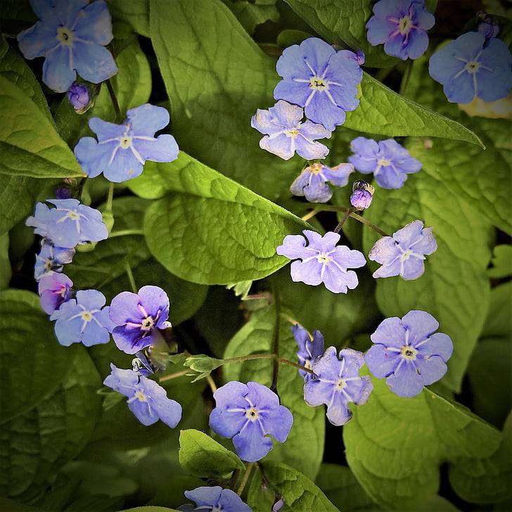 Anläggningen, våren naveln nötter, Kom ihåg min, falska förgätmigej, blå blommor, liten, hjärtformade blad