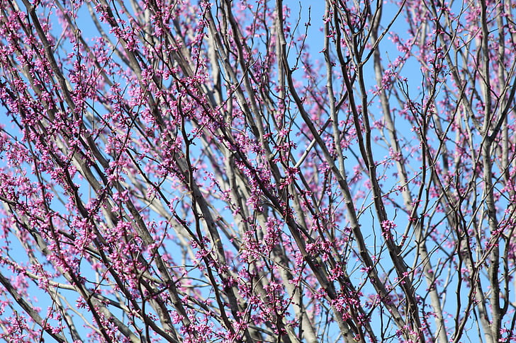 květ, strom, větev, jaro, květ, Bloom, růžová barva