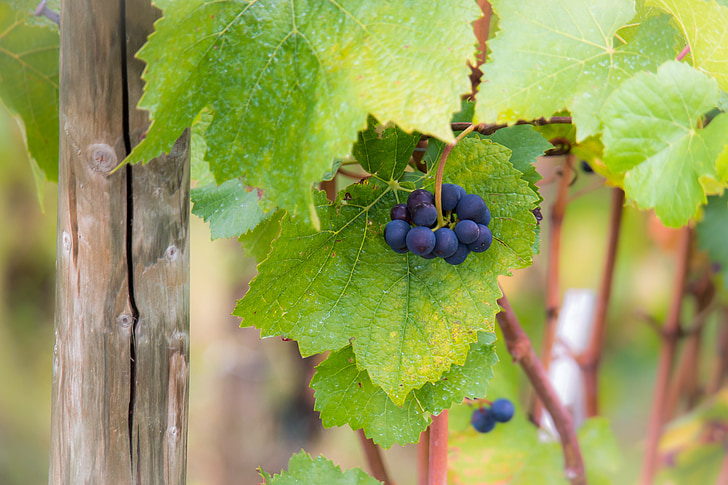 winogron, winorośli, Pinot noir, pozostawia, jesień, zielony, wino