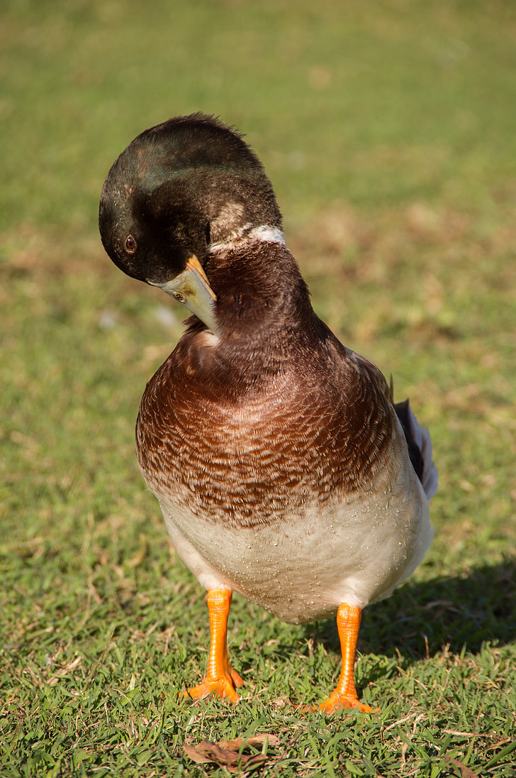 duck, preening, feathers, bird, beak, brown, male