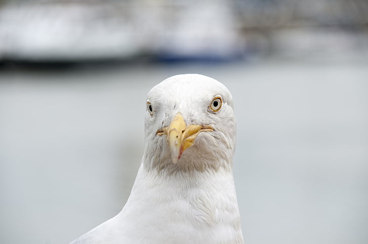 Seagull, vogel, Sea bird, Bretagne, blik, Œil, zee