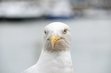 Seagull, fågel, Sea bird, Bretagne, Titta, Œil, havet