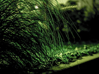 grass, rush, curb, green, nature, blades of grass, at night