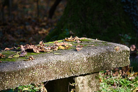Скамейка, Осень, лист, Природа, Прато, Сад, сушеные листья