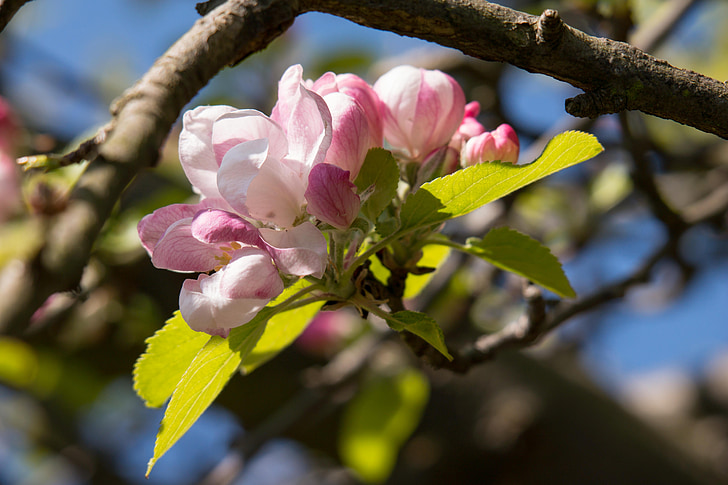apple blossom, apple tree, bud, pink, spring, blossom, bloom