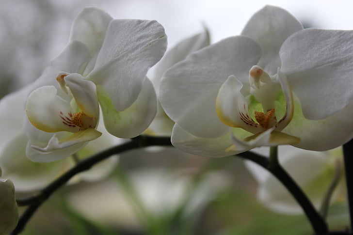 Orquídea, flor, Blanco, flor, floración, planta, hermosa