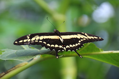 vlinder, Zwaluwstaart, insect, sluiten, edelfalter, zwarte primer, natuur