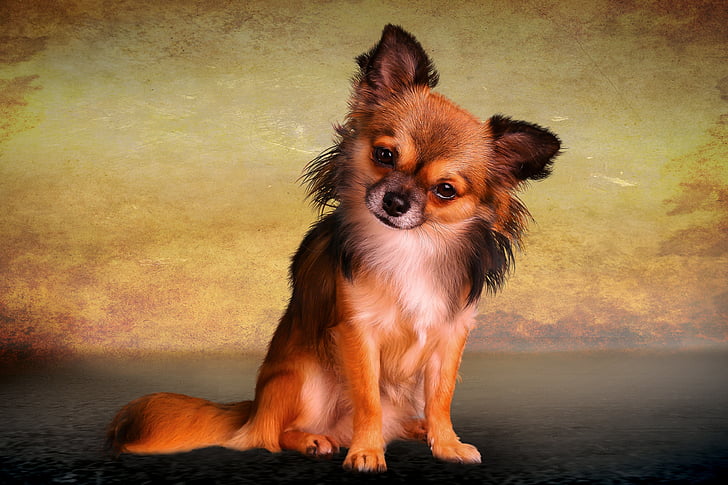 Животные, собака, Чивава, маленький, фотоохота, Pet Фотография, Анималистический портрет