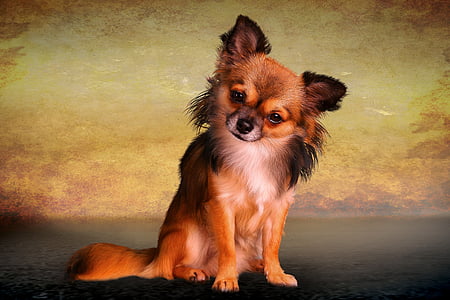 loomade, koer, chiwawa, väike, eluslooduse fotograafia, PET fotograafia, loomade portree