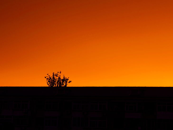Západ slunce, závod, pole, oranžová, obloha, strom, Horizont