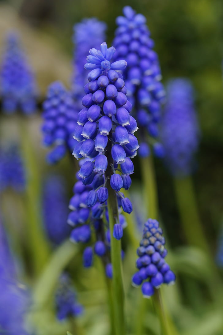 Jacinthe, fleur, bleu, Tableau, raisins, fermer, printemps