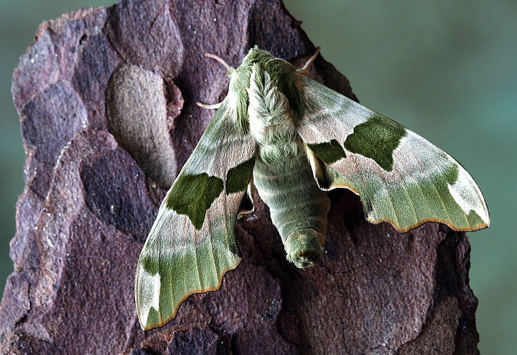 moth, hawkmoth, wildlife, sphingidae, wings, hawk-moths, insects
