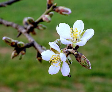 flores de amêndoa, florescência, ramo de amendoeiras em flor, Primavera, jardim