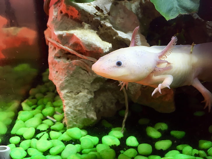 Axolotl, mignon, bizarre, sous l’eau, animal, nature, poisson