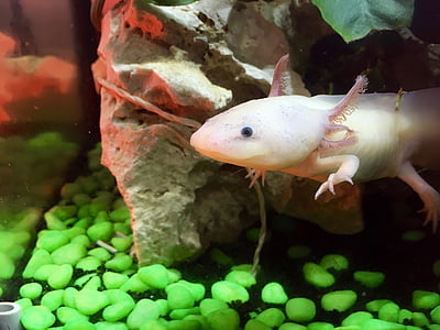 axolotl, lindo, raro, bajo el agua, animal, naturaleza, pescado