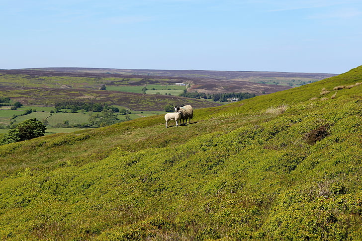 Yorkshire moors, England, Yorkshire, Storbritannien, landskap, fåren, jordbruk