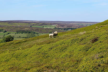 Jorkšyro maurai, Anglijoje, Jorkšyras, Jungtinė Karalystė, kraštovaizdžio, avių, ūkininkavimo