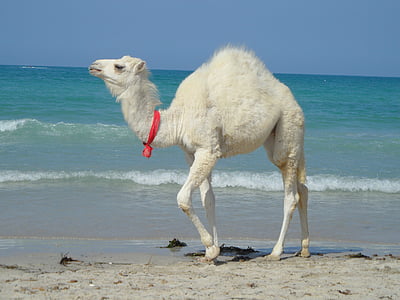 chameau, Tunisie, animal, plage, nature, sable, mammifère