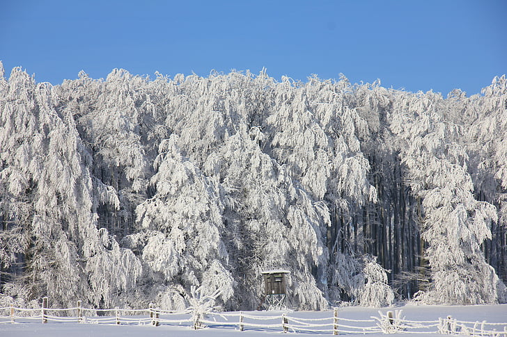 žiemą, sniego, ledo, miško, medžiai, balta, žemiau Teutoburgų miško
