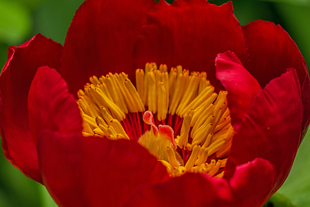 bloem, rode bloem, rood, Flora, stamper, orchideeën die pollinia produceren, natuur