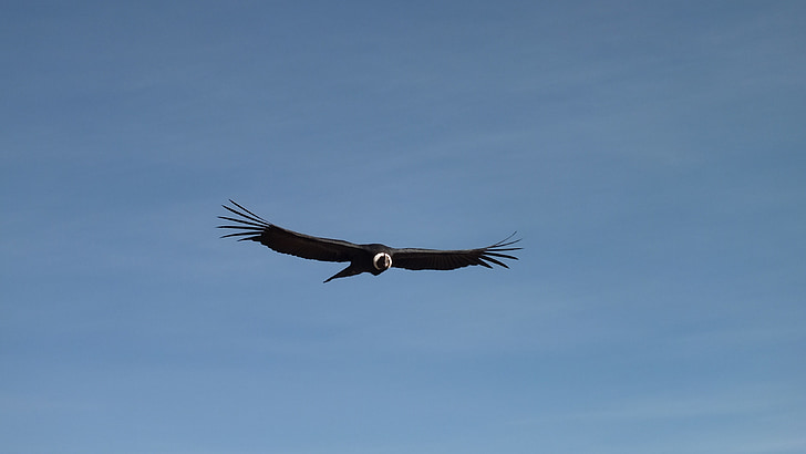 condor, flight, sky, peru, flying