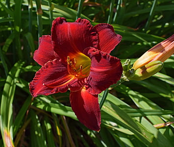 merah-oranye, Daylily, Lily, Close-up, Bud, bunga, Blossom