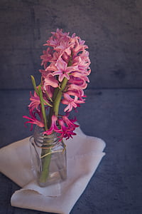 hyacinth, flower, pink, pink flower, pink hyacinth, fragrant flower, spring flower