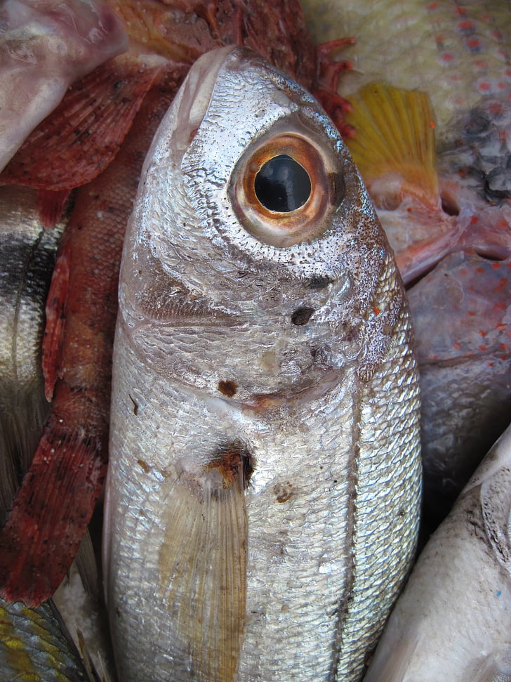ryby, Frisch, čerstvé ryby, Rybí trh, jedlo, jesť, Rybolov