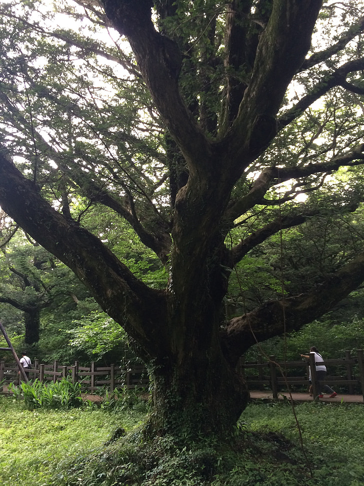 Visa strom, dřevo, Jeju